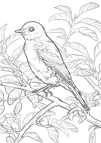 Eastern Bluebird Coloring Page